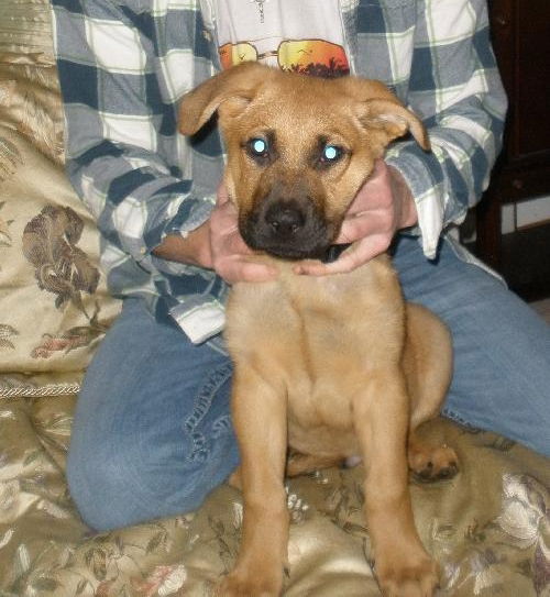 Camden - Urgent Foster Needed!