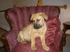 Camden - Urgent Foster Needed!
