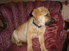Camden - Urgent Foster Needed!