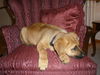 Camden - Urgent Foster Needed!
