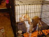 Koko