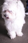 Kodah