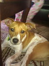 Athena