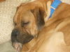 Gordy