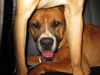 Samson