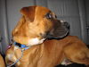 Samson