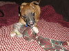 Little Man Tate