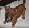 Little Man Tate