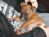 Little Man Tate