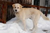 Andros
