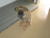 Little Lilly