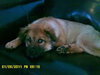 Little Lilly