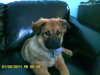 Little Lilly