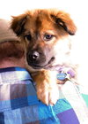 Little Lilly