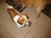 Dutchess