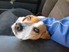 Dutchess