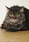 Missie