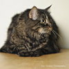 Missie