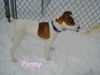 Penny