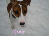 Penny