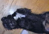 Bently