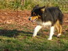 Stryker