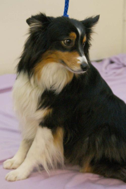 Stryker