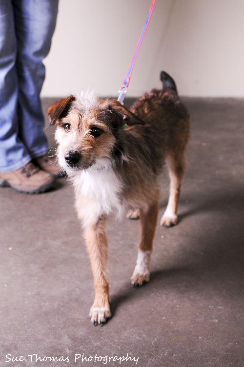 Chipper