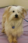 Boodles