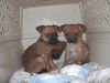 Keeva-Puppy