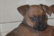 Keeva-Puppy