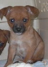 Rollo-Puppy