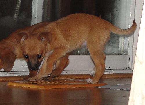 Rollo-Puppy