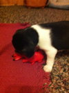 Cody-puppy!