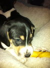 Cody-puppy!