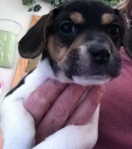 Cody-puppy!
