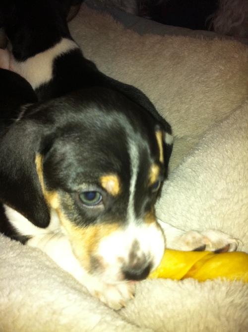 Monti-Puppy!