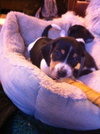 Monti-Puppy!