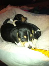 Monti-Puppy!