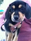 Mitch-Puppy!