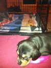 Mitch-Puppy!