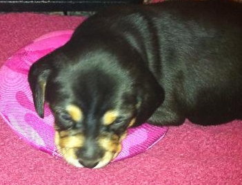Mitch-Puppy!