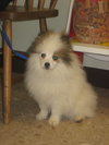 Tiko