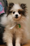 Tiko