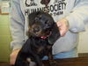 Frazier-Puppy