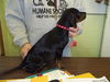 Frazier-Puppy
