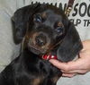 Frazier-Puppy