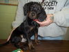 Frazier-Puppy