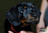 Frazier-Puppy