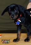 Frazier-Puppy